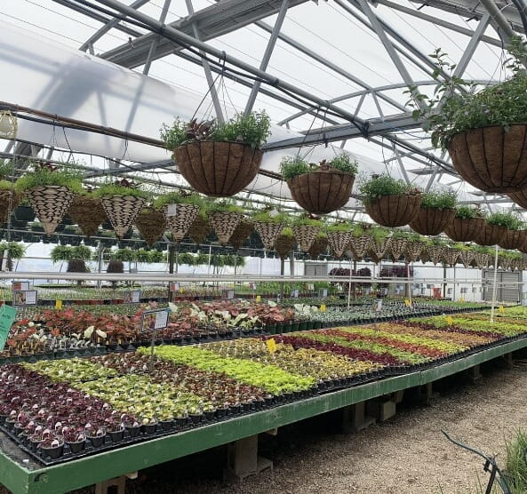 Canton, MI - Willow Greenhouse - canton-1