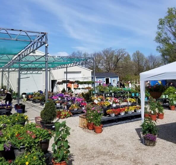 Canton, MI - Willow Greenhouse - canton